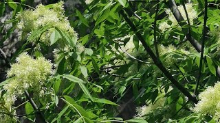 Fraxinus ornus ή Φράξινος ο όρνος Μηλιάδι Μικρός φράξος Μελιά Μέλεγος [upl. by Larson157]