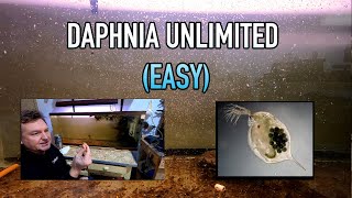 How I Raise Daphnia Water Fleas And You Can Too [upl. by Hsetih]