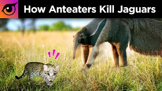 How Anteaters Kill Jaguars [upl. by Llenad]