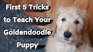 Goldendoodle Puppy Training First five tricks to train your Goldendoodle [upl. by Ayel]