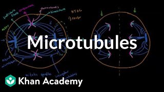 Microtubules  Cells  MCAT  Khan Academy [upl. by Einneb573]