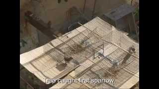 Homemade Sparrow Trap FREE Build Plans [upl. by Zetra697]