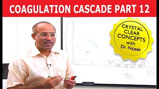 Coagulation Cascade  Part 1212 [upl. by Otte]