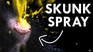 The Science of Skunk Spray [upl. by Yrtnahc867]