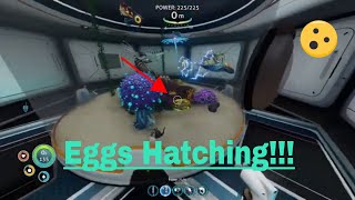 How to hatch creature eggs Subnautica [upl. by Renckens]