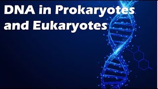 DNA in Prokaryotes and Eukaryotes [upl. by Haeckel]