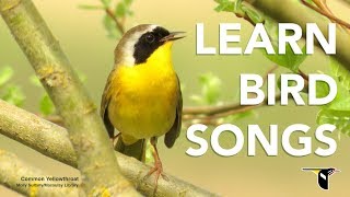 Learn Bird Songs  Bird Academy [upl. by Assenar]