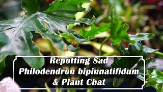 Repot amp Plant Chat Repotting Philodendron bipinnatifidum Lickety Split [upl. by Ainahs]