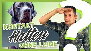 Hundetraining  Hundefreilauf  Kontakt halten OHNE Leine [upl. by Eahs]