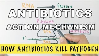 Action Mechanism of Antibiotics [upl. by Niwrud]