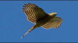 Sparrowhawk Bird Call Bird Song [upl. by Sirrom143]