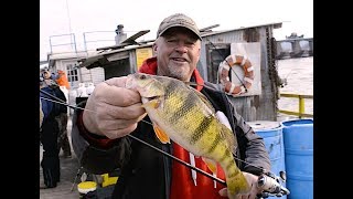 River Fishing Walleyes and GIANT Perch [upl. by Ancilin29]