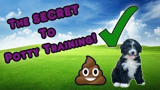 The Secret to Potty Training Your AussieDoodle [upl. by Ivek]