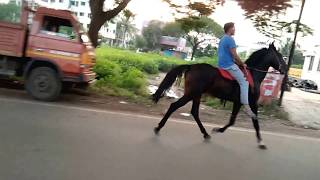 Marwari horse riding marwari stallion [upl. by Hogue36]