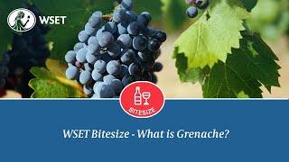 WSET Bitesize  What Is Grenache [upl. by Arianne]