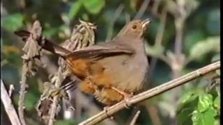 California Towhee [upl. by Idelia111]