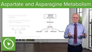 Aspartate Family and Asparagine Metabolism – Biochemistry  Lecturio [upl. by Edualcnaej]