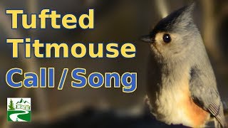 Tufted titmouse call  singing  song  sounds [upl. by Alaaj]