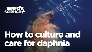 Caring and Culturing for Daphnia [upl. by Ahsiekat]