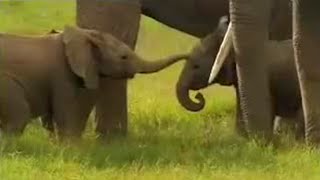 Cute Baby Elephants Fighting  David Attenborough  BBC Studios [upl. by Reidar366]