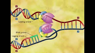 DNA Replication 3D Animation [upl. by Candida998]