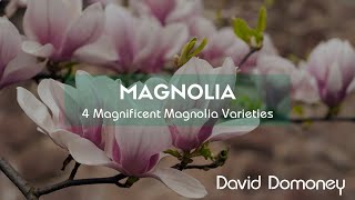 4 Magnificent magnolia varieties you could try growing [upl. by Rafaelia3]