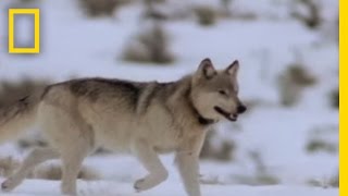 Wolf Hunting Tactics  National Geographic [upl. by Demaria]