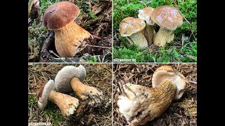 PILZE 2018 Gallenröhrling Bitterling Bitterröhrling Rosspilz Tylopilus felleus [upl. by Tibold174]