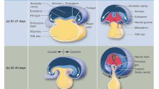 Chapter 29 Embryonic Folding and Organogenesis [upl. by Atilahs]