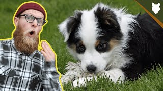 What To Do With A NEW AUSTRALIAN SHEPHERD PUPPY [upl. by Herold]