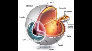 O3 anatomie de l’œil [upl. by Thurber]