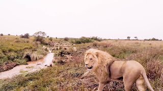 The Final Goodbye  The Lion Whisperer [upl. by Marco]