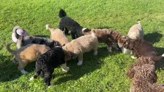 Aussiedoodle puppies 4 weeks to 8 weeks old [upl. by Einnep]