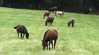 FoxPipe Farm  Hay and Pastures for Horses [upl. by Essy]