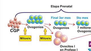 Línea cronológica de la OVOGENESIS [upl. by Oecile]