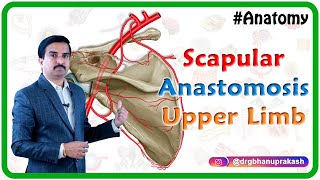 Scapular Anastomosis  Upper Limb Gross Anatomy  Dr G Bhanu Prakash [upl. by Lopez]