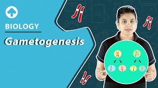 Gametogenesis  Biology [upl. by Wahlstrom]