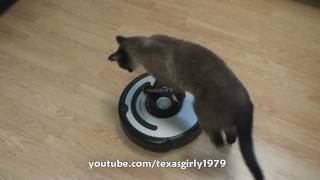 Cat shows HOW TO use iRobot Roomba Vacuum [upl. by Buskus]