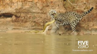 Jaguar vs Anaconda in Brazil [upl. by Aerdno]