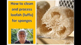 How to clean and process loofah luffa for sponges [upl. by Adnouqal]