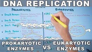 DNA Replication  Prokaryotic vs Eukaryotic Enzymes [upl. by Karas]