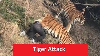 latest tiger attack in India [upl. by Nyltak]