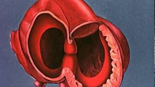 Heart embryology video [upl. by Aihsenet]