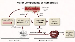 Hemostasis Lesson 1  An Introduction [upl. by Kerwin716]