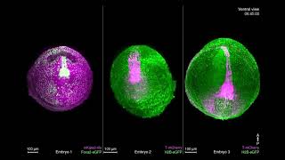 Mouse embryo mammalian development [upl. by Alakcim15]