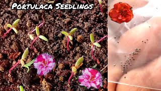 How To Grow Portulaca From Seeds [upl. by Bradski880]