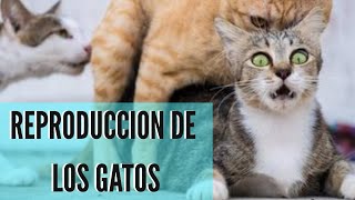 LOS GATOS SE REPRODUCEN CON LA LUZ [upl. by Pump]