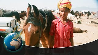 The supreme Marwari Horse  Indias magical creature [upl. by Eiruam]