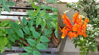 Tecoma Plant  How To Grow amp Care Tecoma Plant In Pots at Home  The Right Gardening [upl. by Junie]