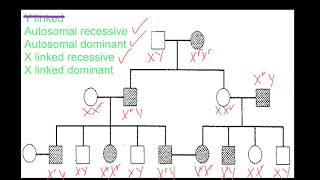 Pedigree Analysis [upl. by Leiser194]